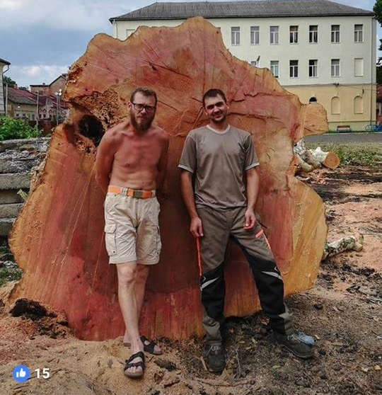 У Мукачеві зрізали найбільше дерево міста – столітній платан (ФОТО)