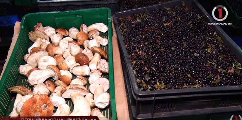 До 700 тон чорниць та 200 тон грибів за сезон можуть відправити з Вільхівців на Тячівщині у країни Євросоюзу (ВІДЕО)