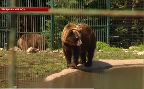 У реабілітаційному центрі "Синевир" ведмедів рятують від спеки (ВІДЕО)