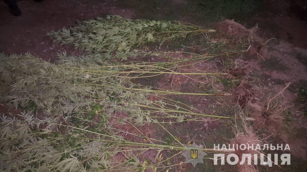 У Мукачеві з будинку місцевої мешканки конфіскували марихуану та коноплі, вирощені на присадибній ділянці (ФОТО)