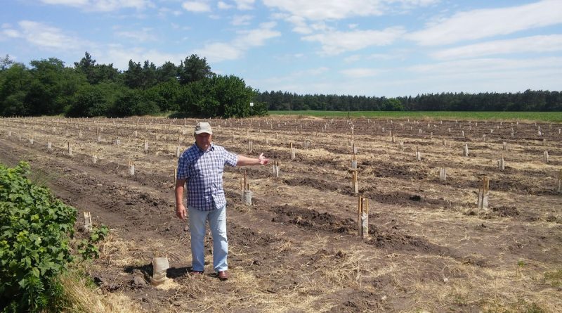 На Черкащині фермер заклав першу плантацію закарпатського ківі (ФОТО)