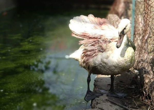 Ужгородська лебідка, прооперована після травми крила, загинула (ФОТО)