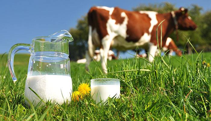 За рік молоко на Закарпатті здорожчало на 26%