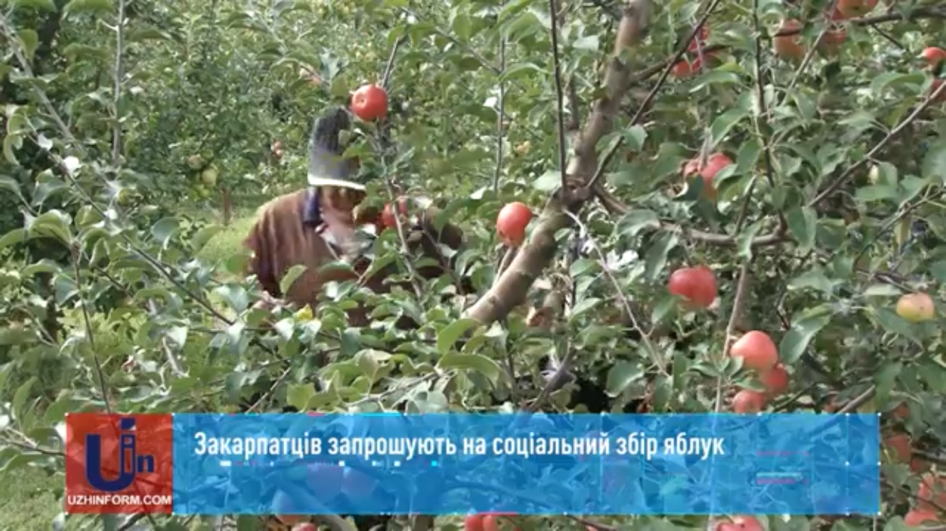 Закарпатцям пропонують "соціально" назбирати собі яблука (ВІДЕО)