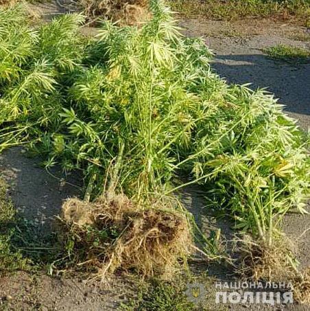 На городі 74-річного пенсіонера на Хустщині виявили рослини конопель (ФОТО)