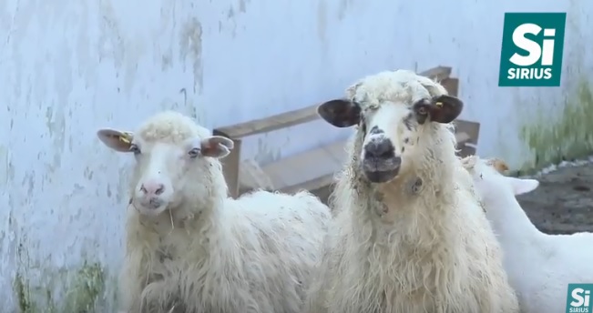 15 видів сиру, овече та коров'яче масло, кефіри та йогурти виготовляють на еко-фермі на Хустщині (ВІДЕО)