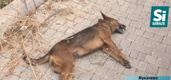 У самісінькому центрі Мукачева отруїли двох собак (ВІДЕО)