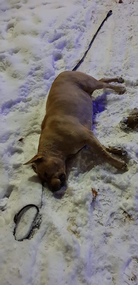 В Ужгороді домашнього породистого собаку під час вигулу на вулиці вбило струмом (ФОТО)