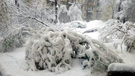 На Іршавщині та в Мукачівському районі внаслідок налипання мокрого снігу дерева падали на дорогу