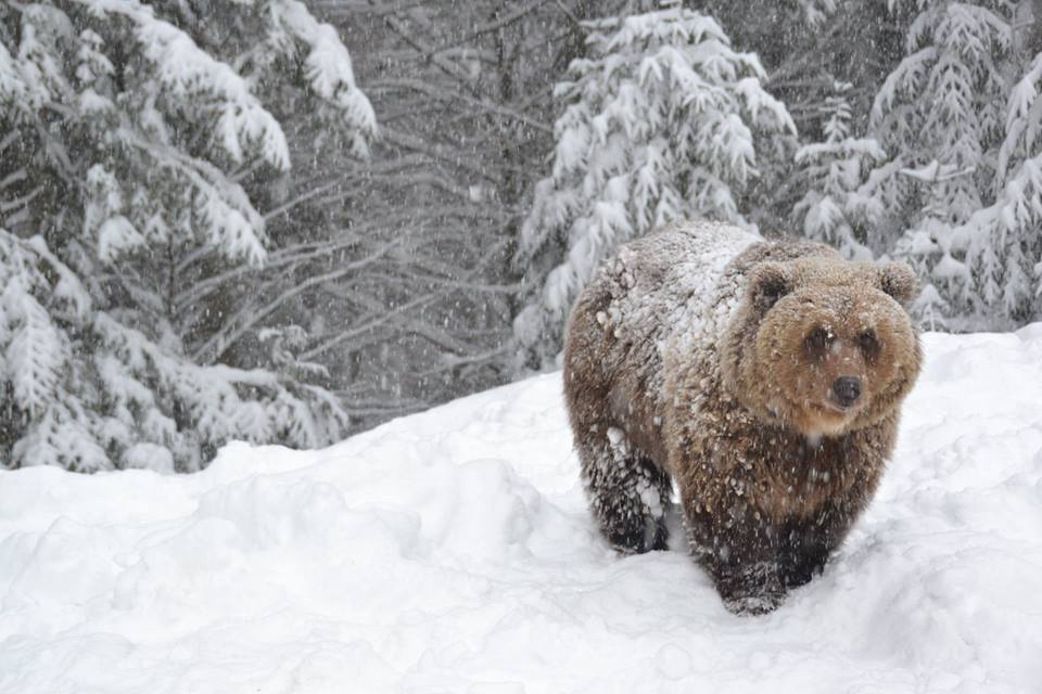 Цієї зими в реабілітаційному центрі на Закарпатті у сплячку залягли 13 ведмедів, декотрі – вперше (ФОТО)