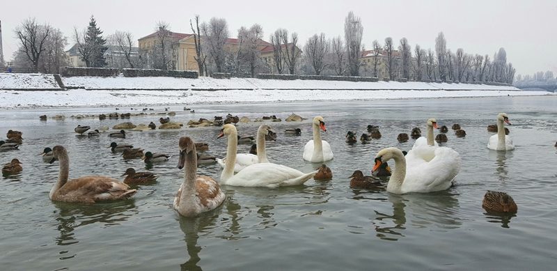 Лебедів з ужгородської "Кірпічки" окільцювали в Угорщині (ДОКУМЕНТИ)