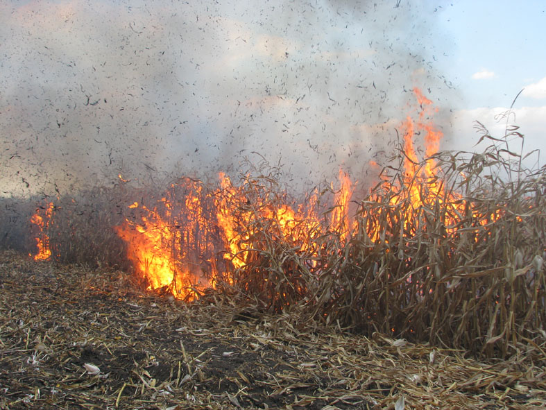 Унаслідок загорання на полі на Берегівщині згоріло 1,5 га кукурудзи