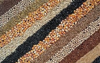 На початок жовтня на Закарпатті намолочено 2863,5 тис ц зернових та зернобобових культур