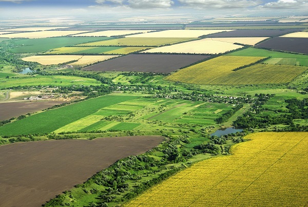 На Виноградівщині за удаваним договором незаконно використовуються 33 га сільськогосподарських земель