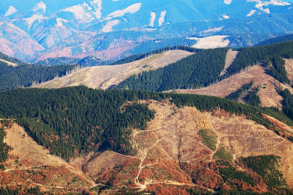 Рада заборонила суцільну вирубку ялицево-букових лісів на схилах Карпат