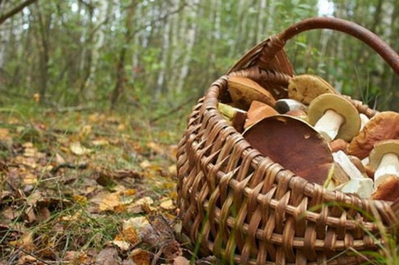 На Ужгородщині відучора шукають чоловіка, що заблукав, збираючи в лісі гриби