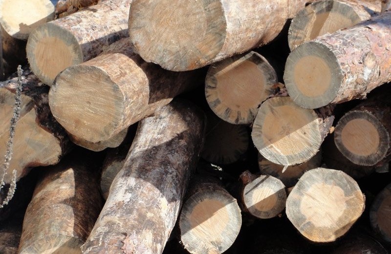 Тячівський лісгосп за порушення лісового кодексу оштрафували на понад 82 тис грн