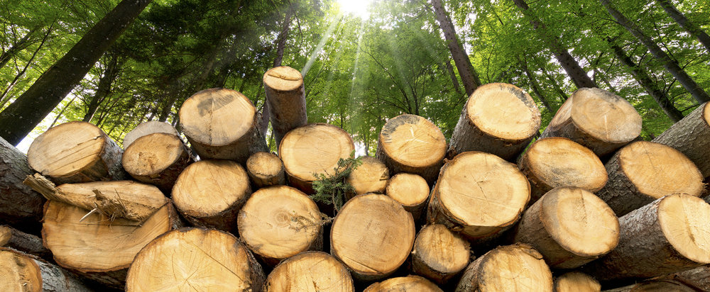 На Закарпатті викрили схему злочинного експорту деревини з подвійним використанням товарних накладних