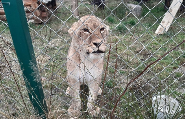 З Ужгорода до "Долини вовків"на Міжгірщині доправили молоду левицю (ФОТО)
