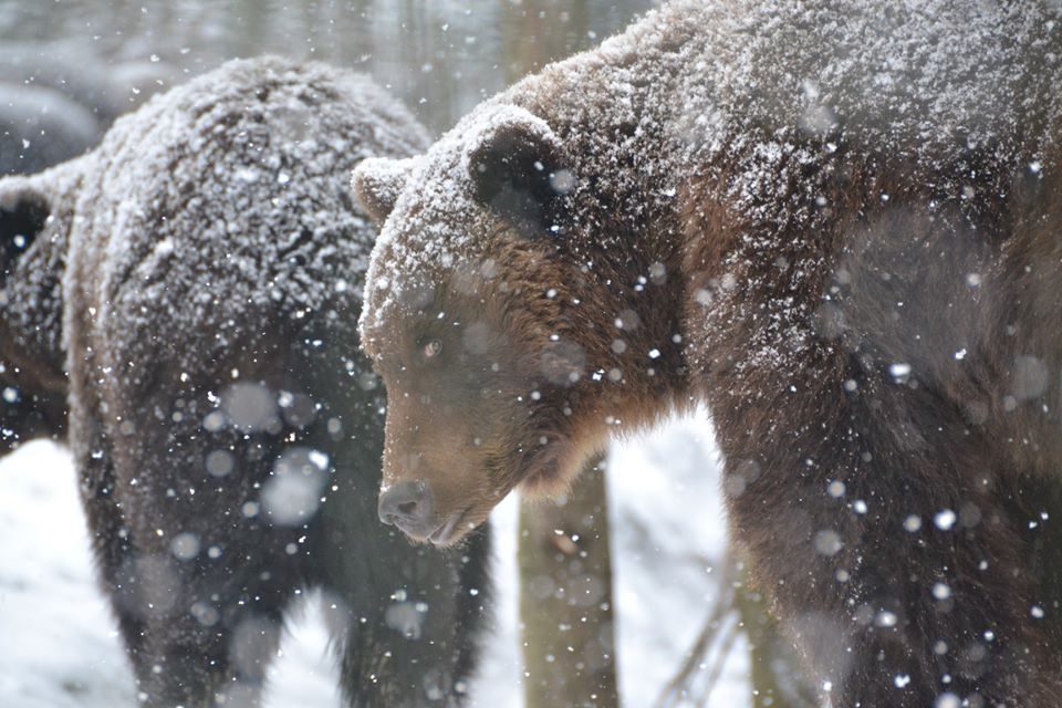 ФОТОФАКТ. Ведмеді в НПП "Синевир" на Закарпатті все ще не впали у зимову сплячку