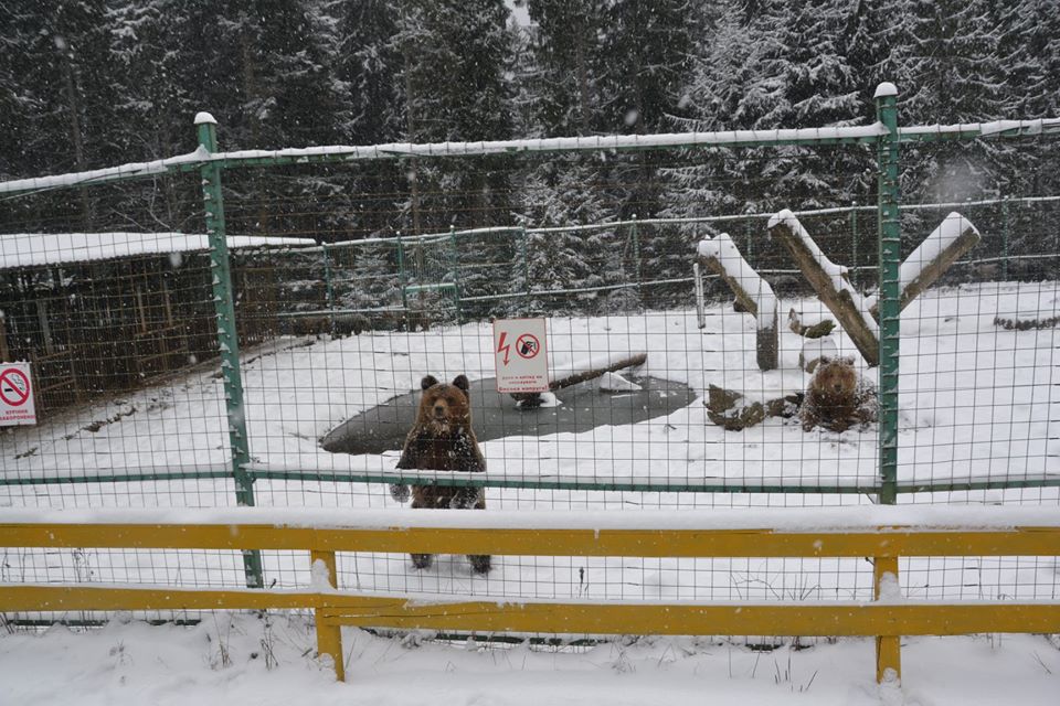 У центрі реабілітації бурих ведмедів на Закарпатті у зимову сплячку впали лише 3 клишоногих (ФОТО)