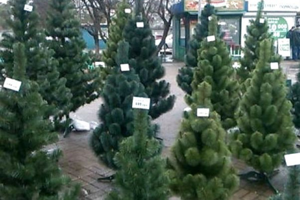 В Ужгороді визначили місця для тимчасової дрібнороздрібної торгівлі ялинками та новорічними прикрасами