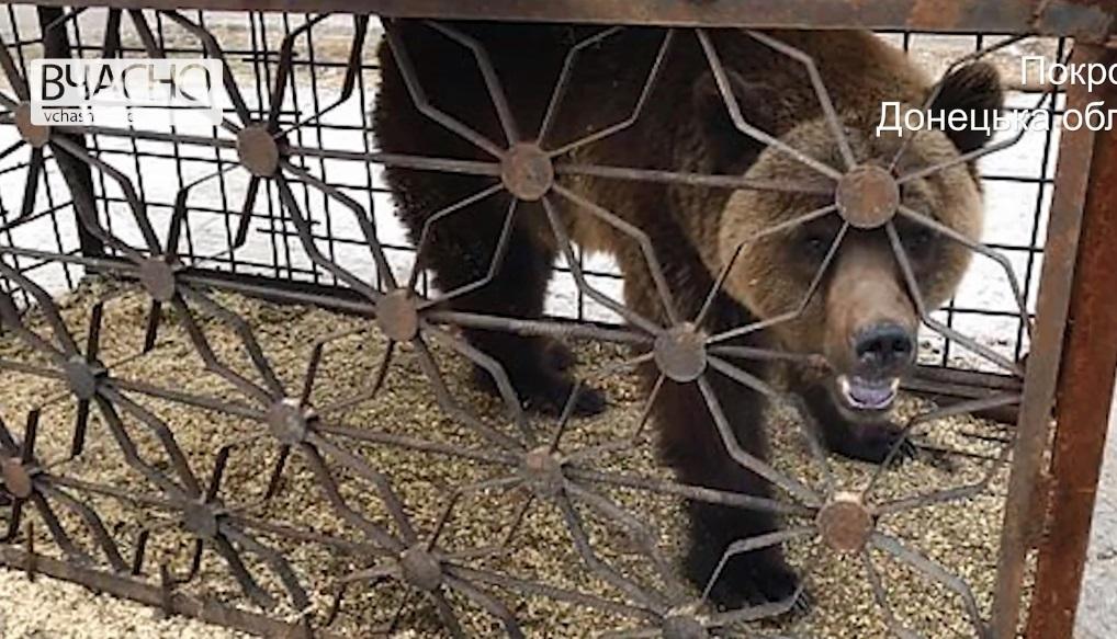 На Донеччині з приватного зоопарку таки вилучили ведмедів, яких мали привезти на Закарпаття (ВІДЕО)