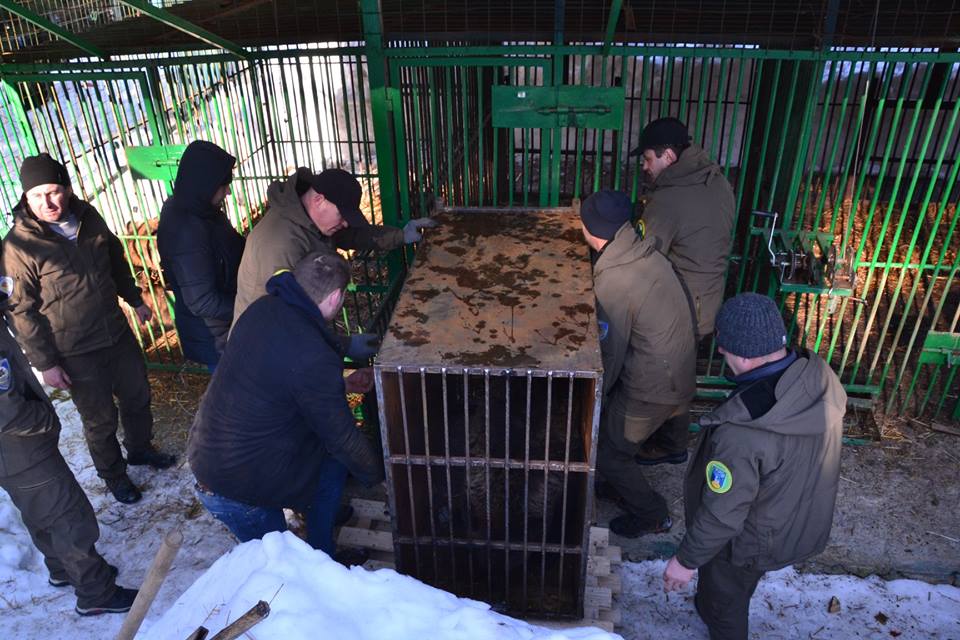 У реабілітаційний центр на Закарпатті доправили 5 ведмедів, вилучених із міні-зоопарку на Донеччині (ФОТО)