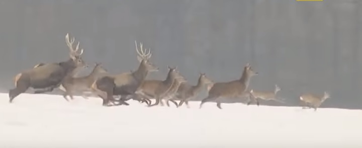 На Закарпатті у важкі зимові місяці підгодовують диких звірів (ВІДЕО)