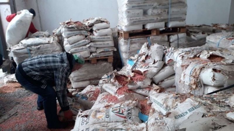 Майже 90 тонн непридатного для сівби насіння кукурудзи утилізували на Закарпатті (ФОТО)