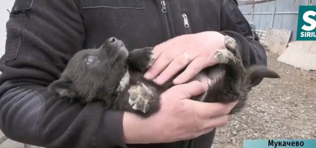 У центрі контролю за тваринами в Мукачеві наразі утримуються 34 собаки (ВІДЕО)