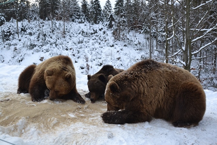 13 ведмедів перебували взимку у сплячці в Реабілітаційному центрі для клишоногих на Закарпатті (ФОТО)