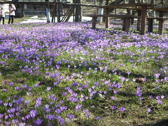 У Колочаві, на Міжгірщині квітнуть галявини крокусів (ФОТО)