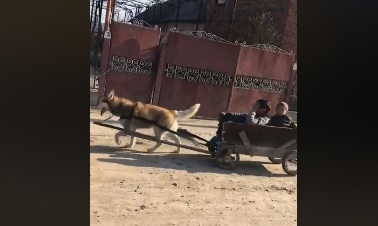 На Закарпатті циганчата їздять на возиках, запряжених собаками (ВІДЕО)