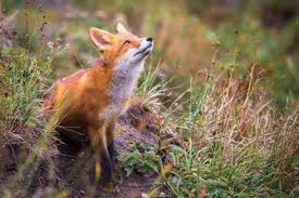 У мисливських угіддях на Мукачівщині виявили скажену лисицю
