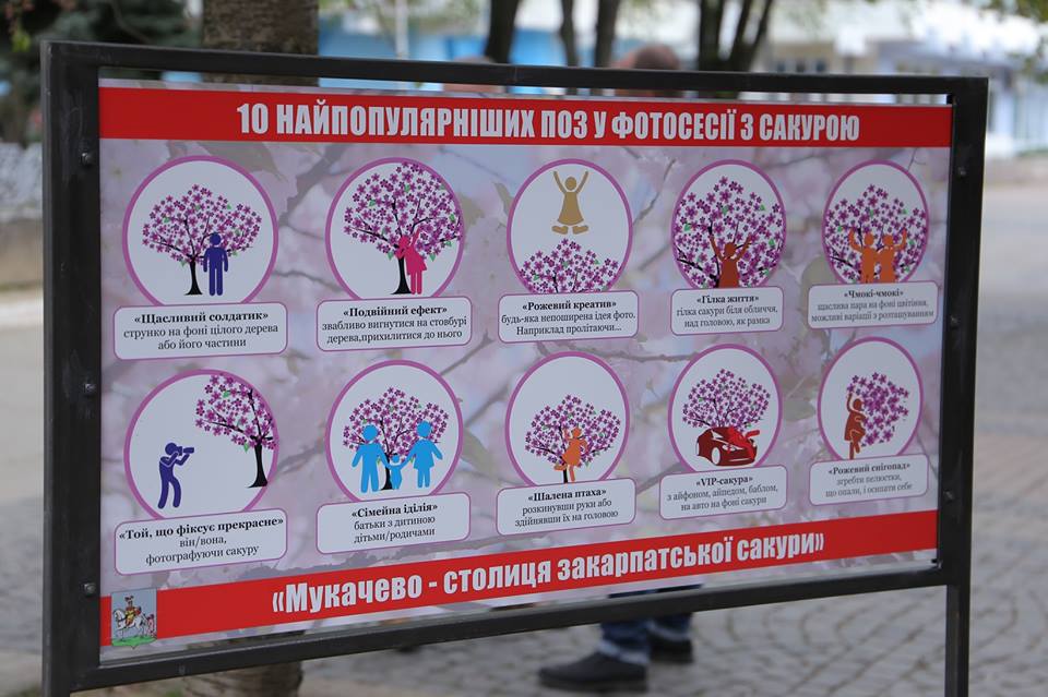 У Мукачеві біля сакур встановили туристичні таблички (ФОТО)