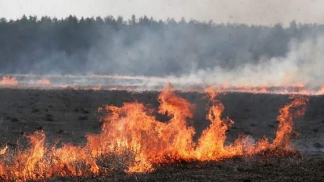 На території "Зеленгоспу" палав сухостій, пожежа до держлісфонду не поширилась