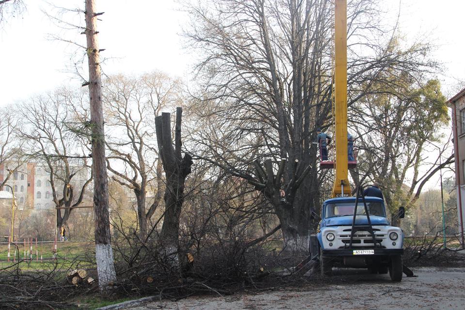 За глибоке кронування лип на Православній набережній винних обіцяють притягти до відповідальності (ФОТО)