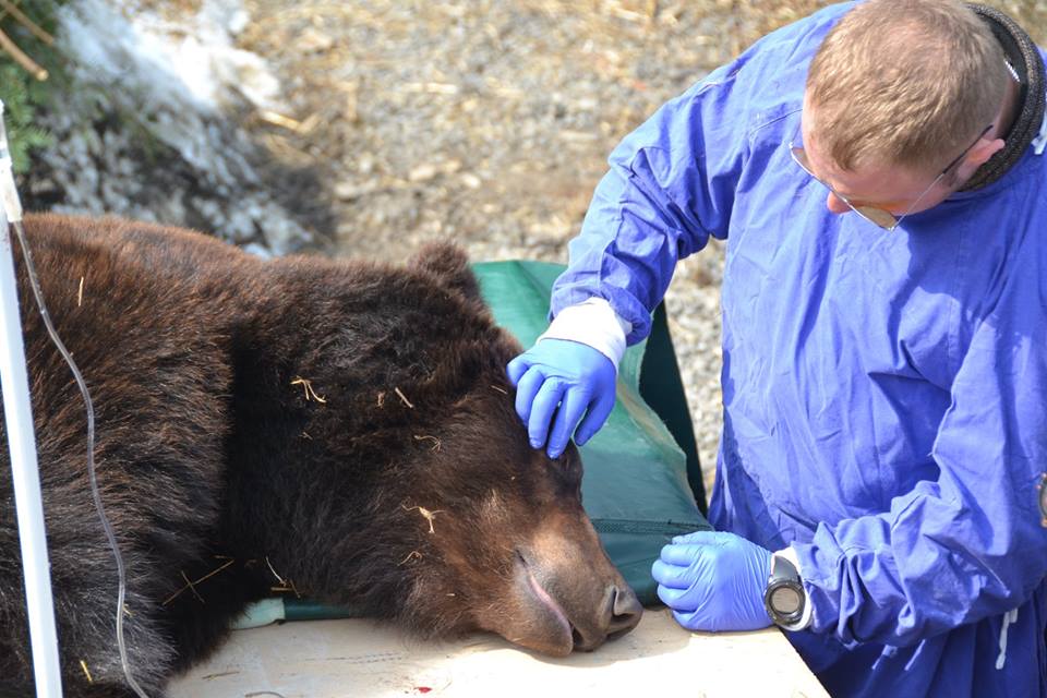 У реабілітаційному центрі ведмедів на Закарпатті клишногих оглянули на стан здоров'я та пролікували зуби (ФОТО)