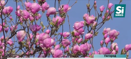 Магнолії, мигдаль та рододендрони квітнуть в Ужгороді (ВІДЕО)