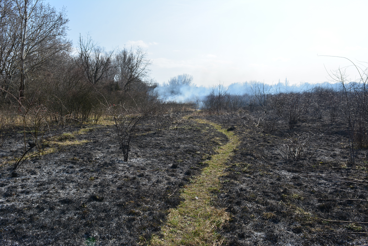 Упродовж доби на Закарпатті зареєстровано 13 пожеж в екосистемах (ФОТО)
