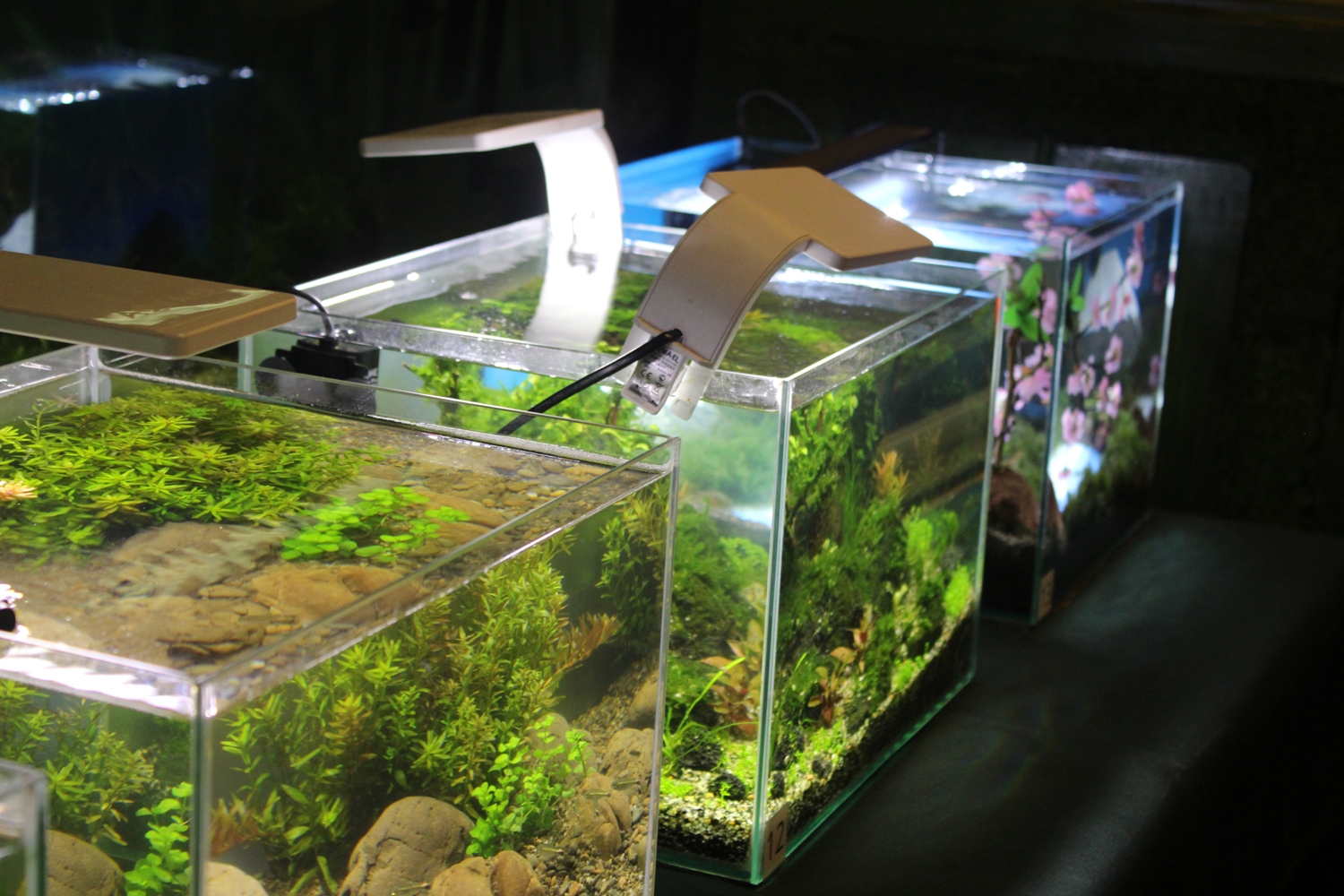 В Ужгороді відбулося офіційне відкриття виставки нано-акваріумів Закарпаття "Ужгородська сакура" (ФОТО)