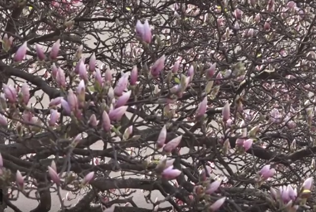 Із 15 квітня до 20 травня в Ужгороді буде період безперервного квітіння екзотів (ВІДЕО)