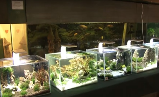 Унікальна виставка міні-акваріумів триває в Ужгороді (ВІДЕО)