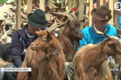 На фестивалі "Бринза Хустщини" понад тисяча овець і кіз мірялися швидкістю і красою (ВІДЕО)