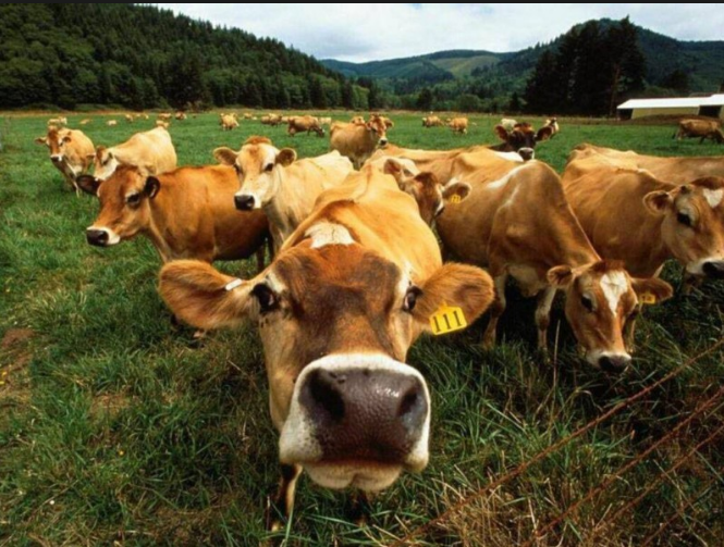 За січень-березень у господарствах Закарпаття поголів’я великої рогатої худоби  збільшилося на 1,4%