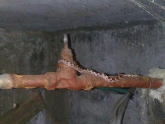 У підвалі багатоповерхівки в Ужгороді виявили екзотичного американського полоза