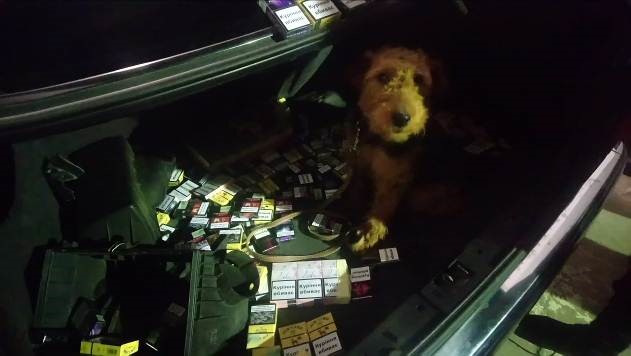 Уночі у "Малому Березному" завдяки собаці двох чехів затримали на контрабанді сигарет (ФОТО)