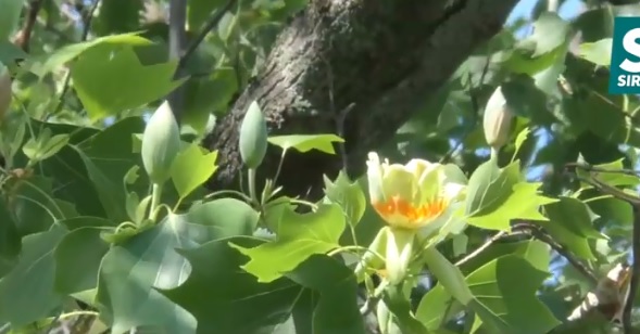 Тюльпанове дерево квітує в Ужгороді (ВІДЕО)