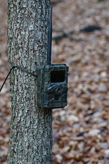 Виявляти порушників у лісах Закарпаття та слідкувати за місцевою фауною допомагають камери відеонагляду (ФОТО, ВІДЕО)